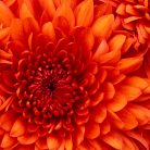 stephanedani, 40 ans, Bischheim, France